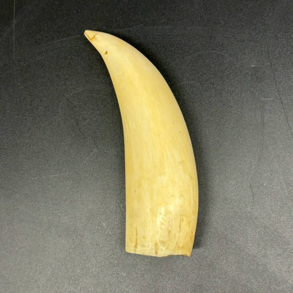 大阪府堺市南区で出張買取したマッコウクジラ 鯨歯(くじら歯)267g